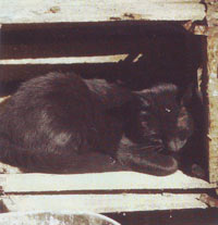 Кошка в мастерской у Лансере